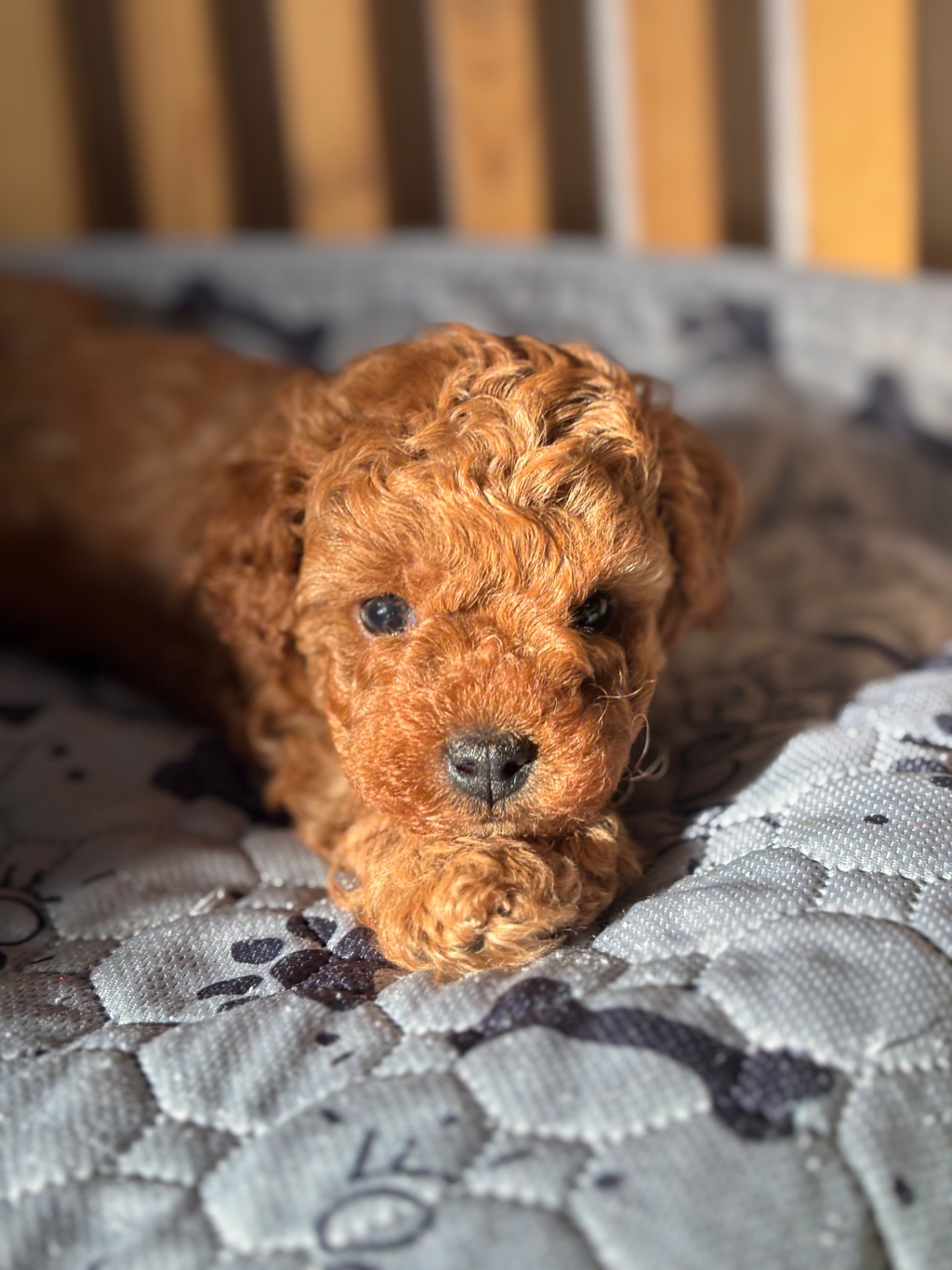 Щенки той пуделя