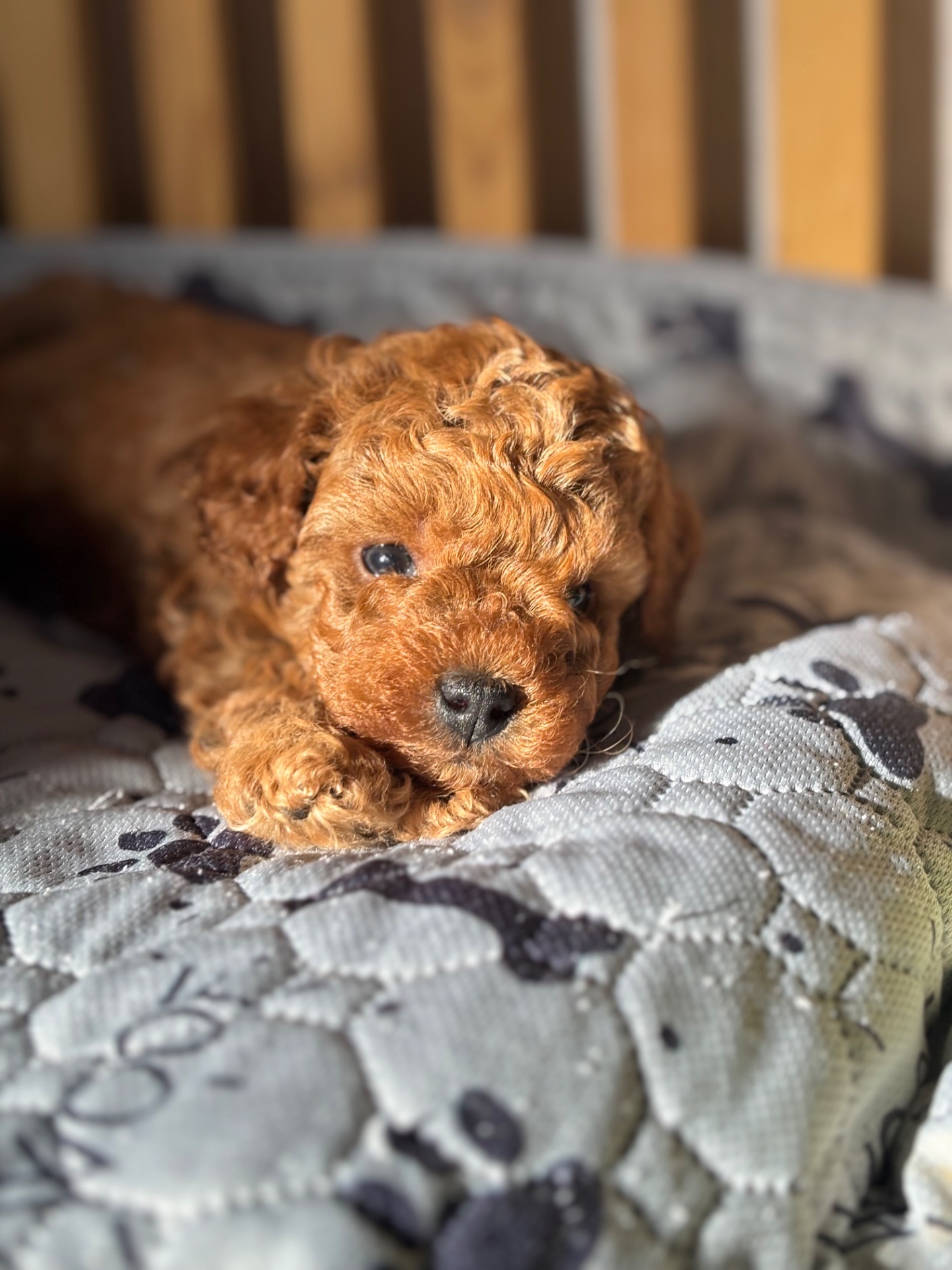 Щенки той пуделя