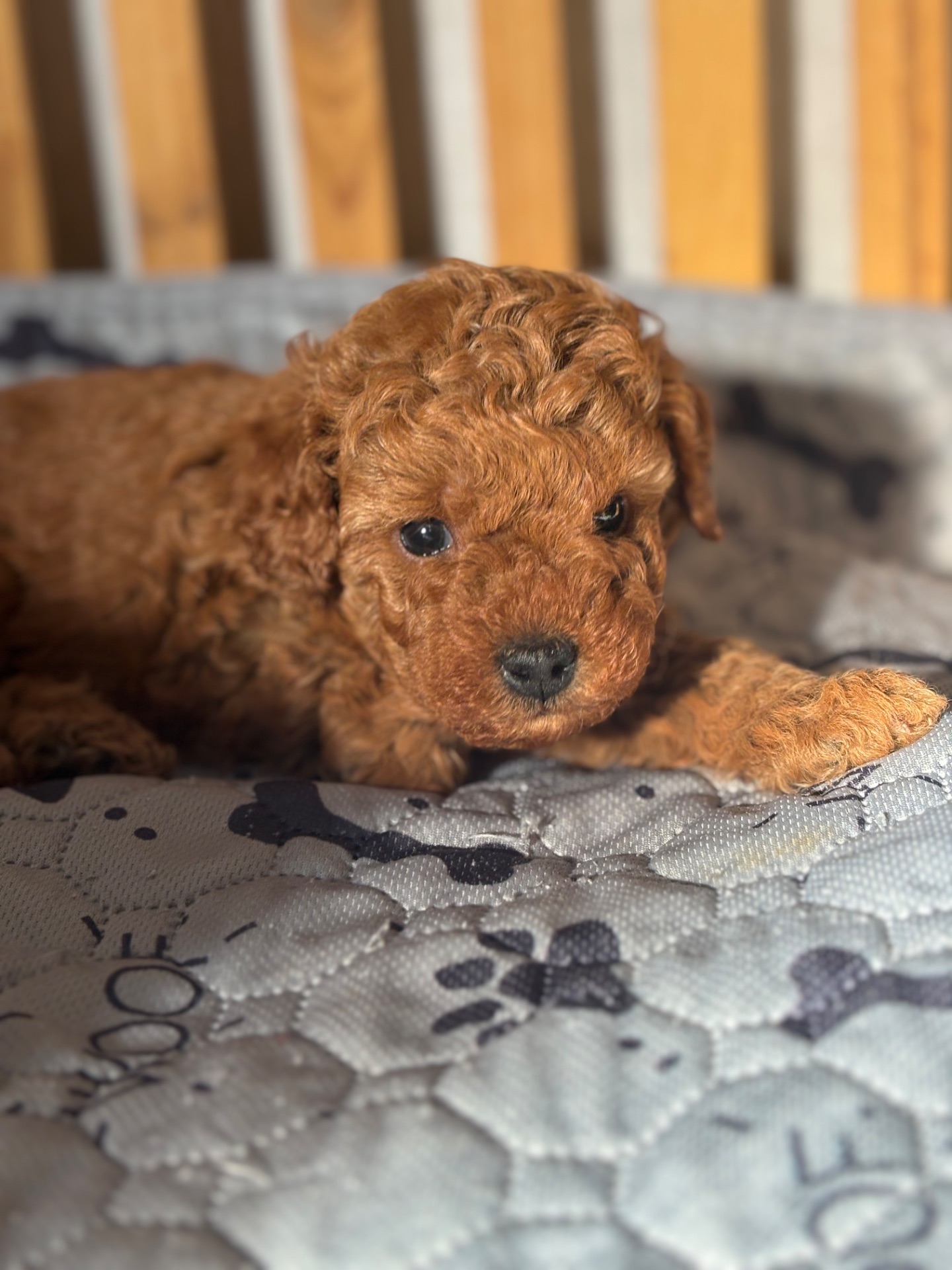 Щенки той пуделя