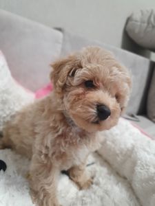 Хлопчики мальтіпу