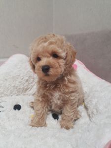 Хлопчики мальтіпу