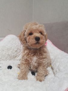 Хлопчики мальтіпу