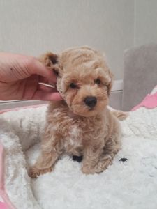 Хлопчики мальтіпу