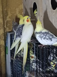 Взрослые и малыши Корелл