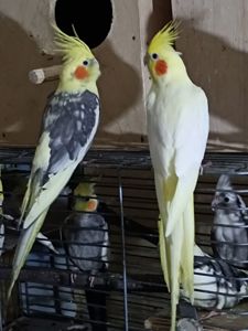 Взрослые и малыши Корелл