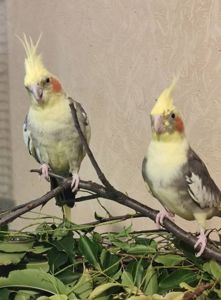 Взрослые и малыши Корелл