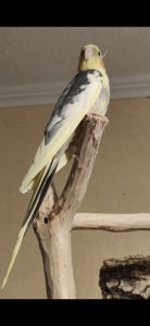 Взрослые и малыши Корелл