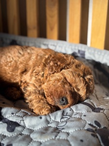 Щенки той пуделя