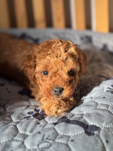 Щенки той пуделя