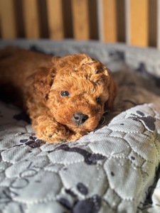 Щенки той пуделя