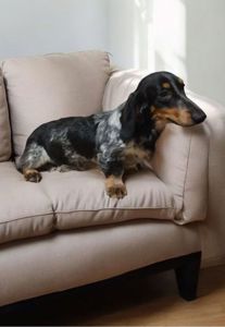 Щенок таксы редкого окраса, с документами клуба