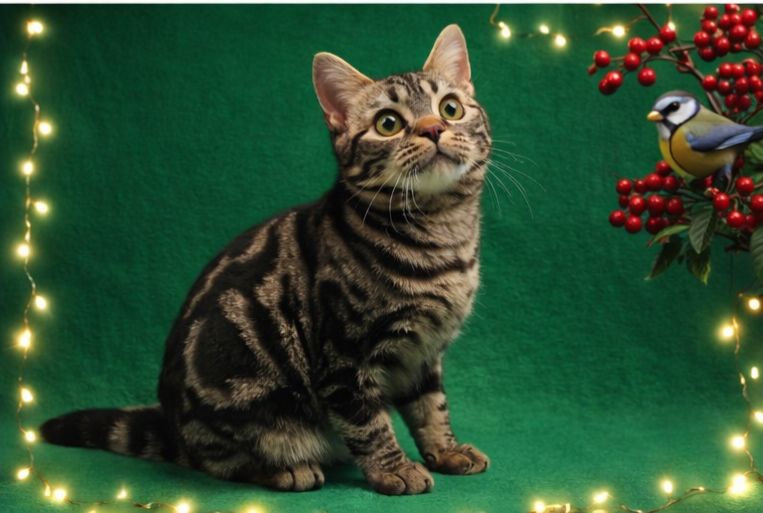 РІЗДВЯНІ ЗНИЖКИ! Американська короткошерста дівчинка Яна