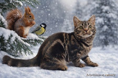 РІЗДВЯНІ ЗНИЖКИ! Американська короткошерста дівчинка Яна