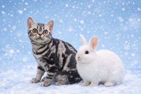 Хлопчик Ден. Американска короткошерстна. ЗНИЖКИ