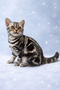 Хлопчик Ден. Американска короткошерстна. ЗНИЖКИ