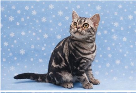 ДО НОВОРІЧНИХ свят знижки на Американских короткошерстних кошенят