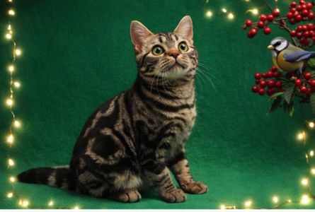 ДО НОВОРІЧНИХ свят знижки на Американских короткошерстних кошенят