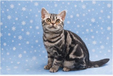 Хлопчик Ден. Американска короткошерстна. ЗНИЖКИ