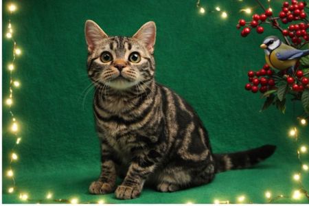 Американська короткошерста дівчинка Яна.