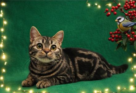 ДО НОВОРІЧНИХ свят знижки на Американских короткошерстних кошенят