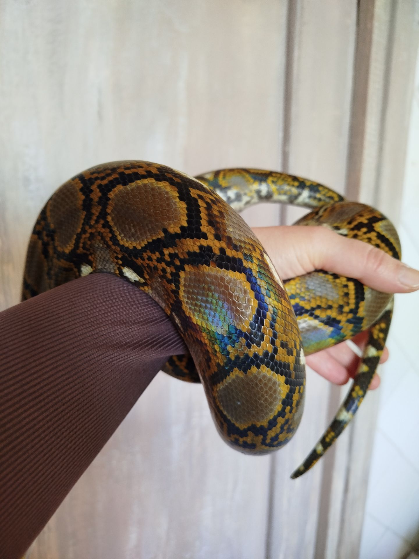 Сетчатый питон