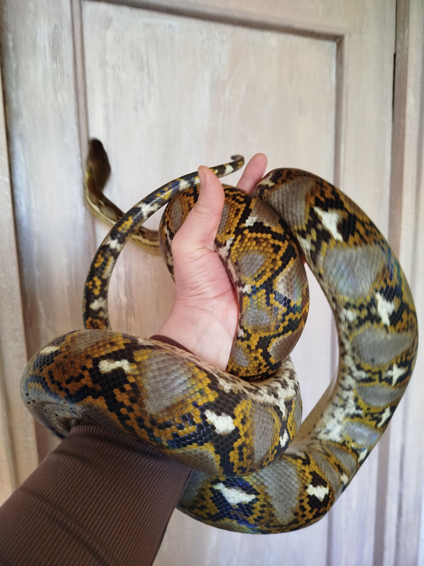 Сетчатый питон