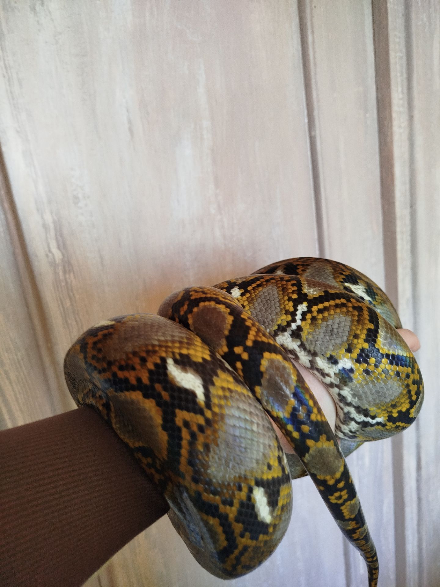 Сетчатый питон