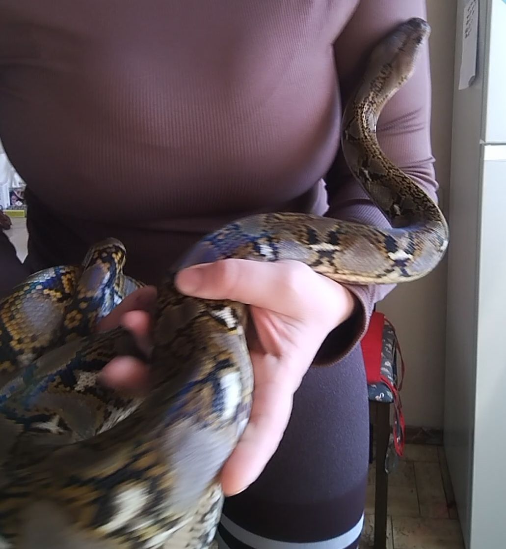 Сетчатый питон