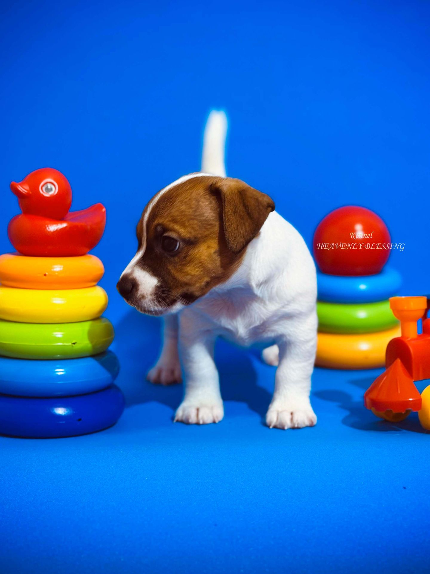 Розкішний хлопчик Джек рассел терʼєр від Інтерчемпіонів