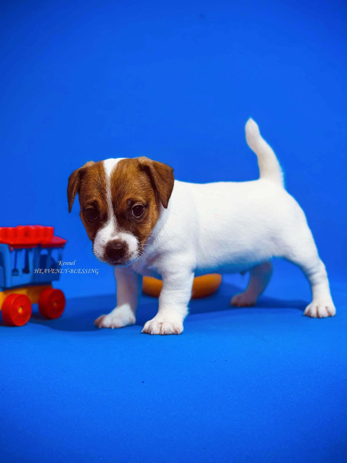 Розкішний хлопчик Джек рассел терʼєр від Інтерчемпіонів