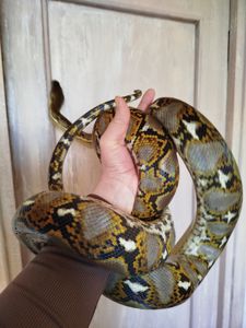 Сетчатый питон
