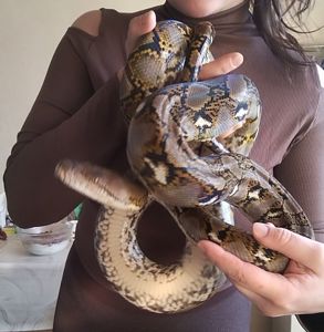 Сетчатый питон