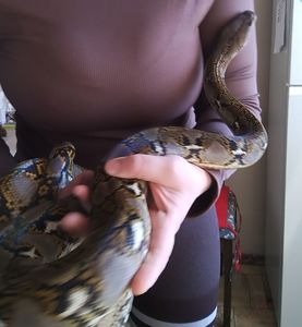 Сетчатый питон