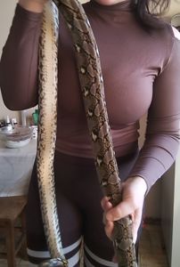 Сетчатый питон