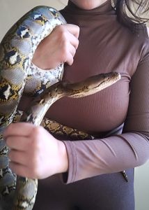 Сетчатый питон