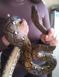 Сетчатый питон