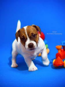 Розкішний хлопчик Джек рассел терʼєр від Інтерчемпіонів