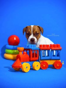 Розкішний хлопчик Джек рассел терʼєр від Інтерчемпіонів