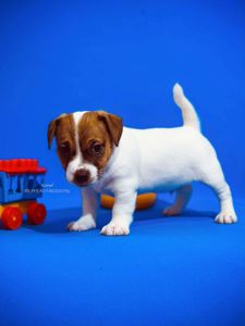 Розкішний хлопчик Джек рассел терʼєр від Інтерчемпіонів