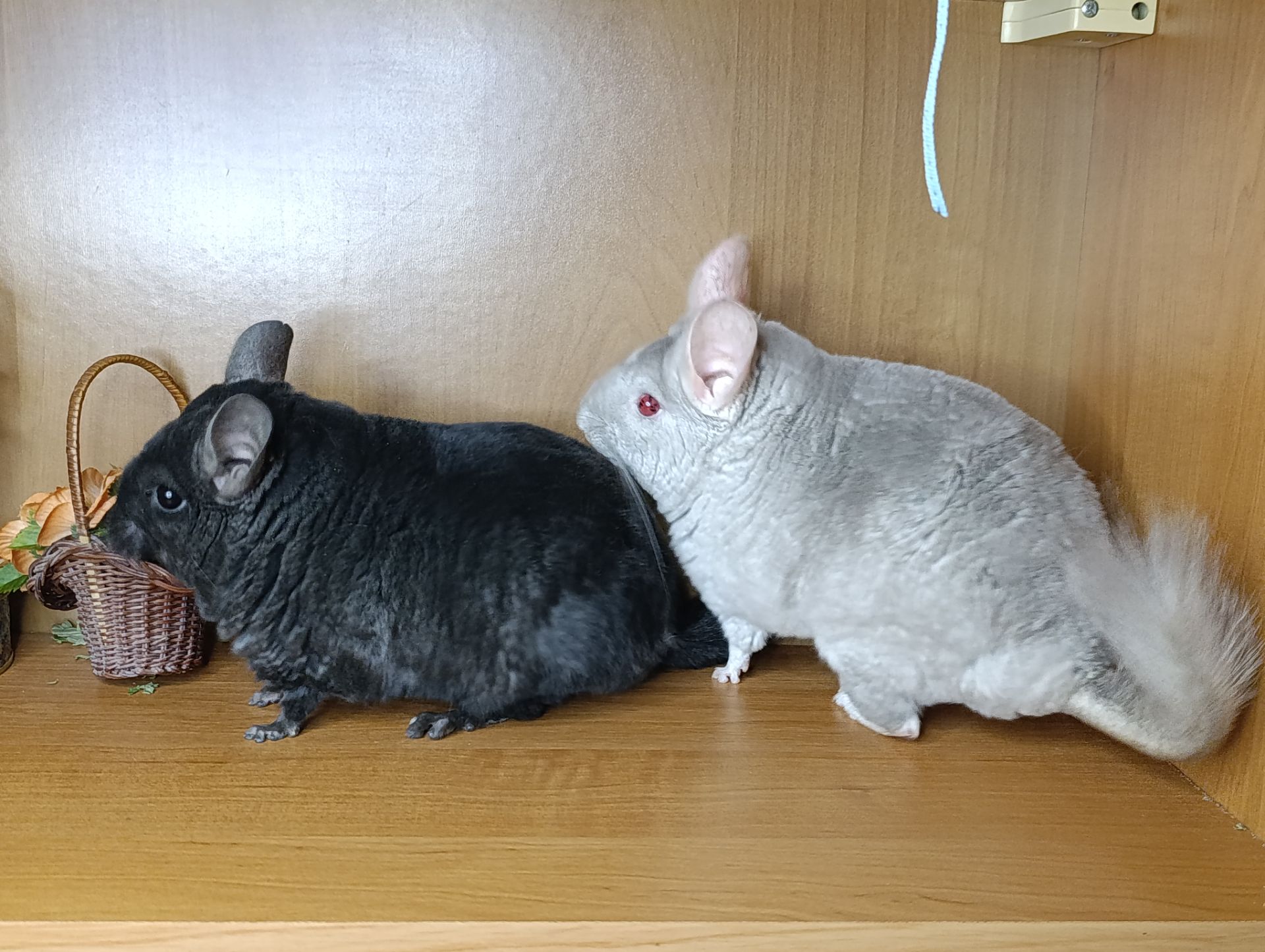 Шиншила сім'я