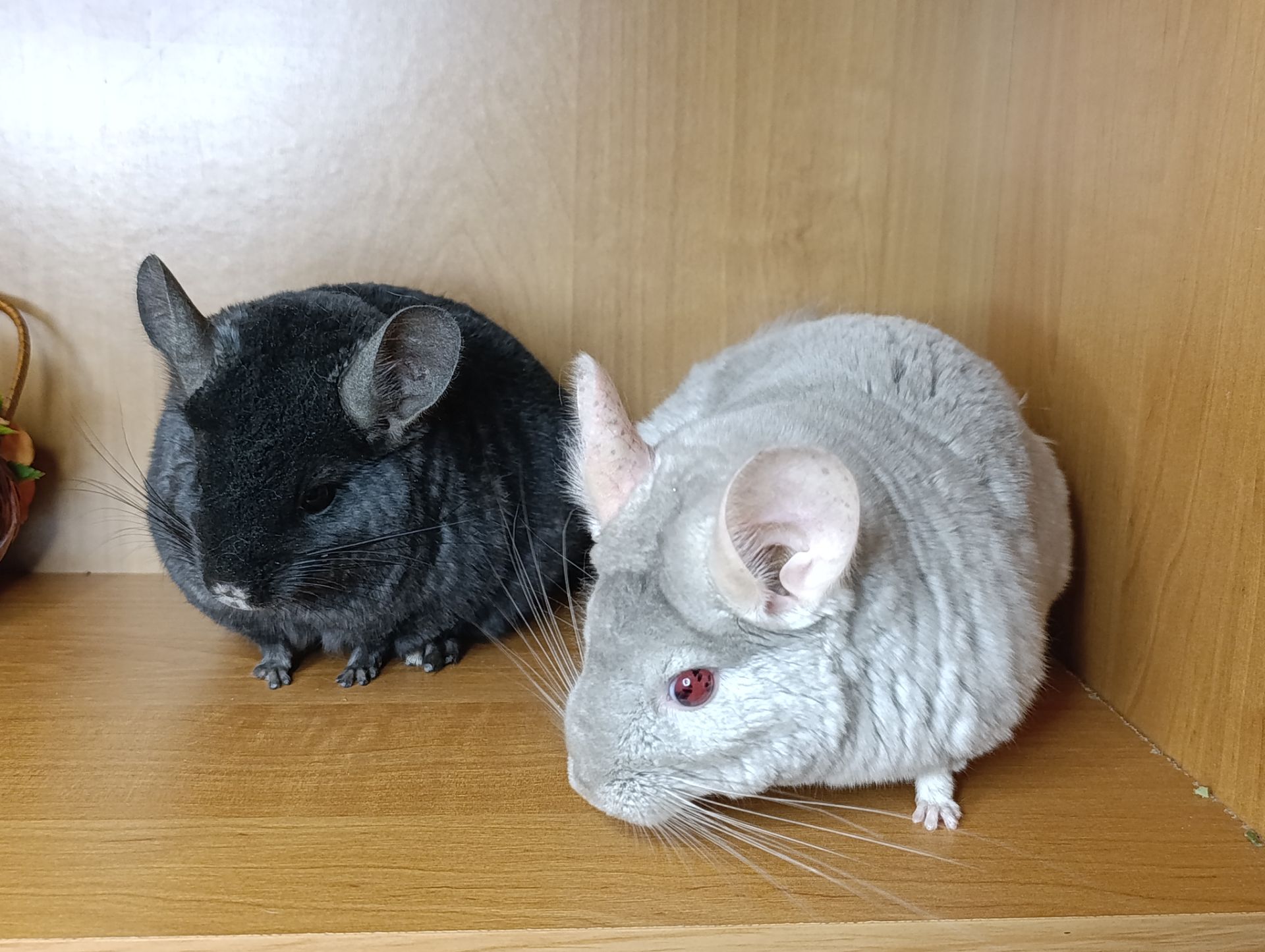 Шиншила сім'я