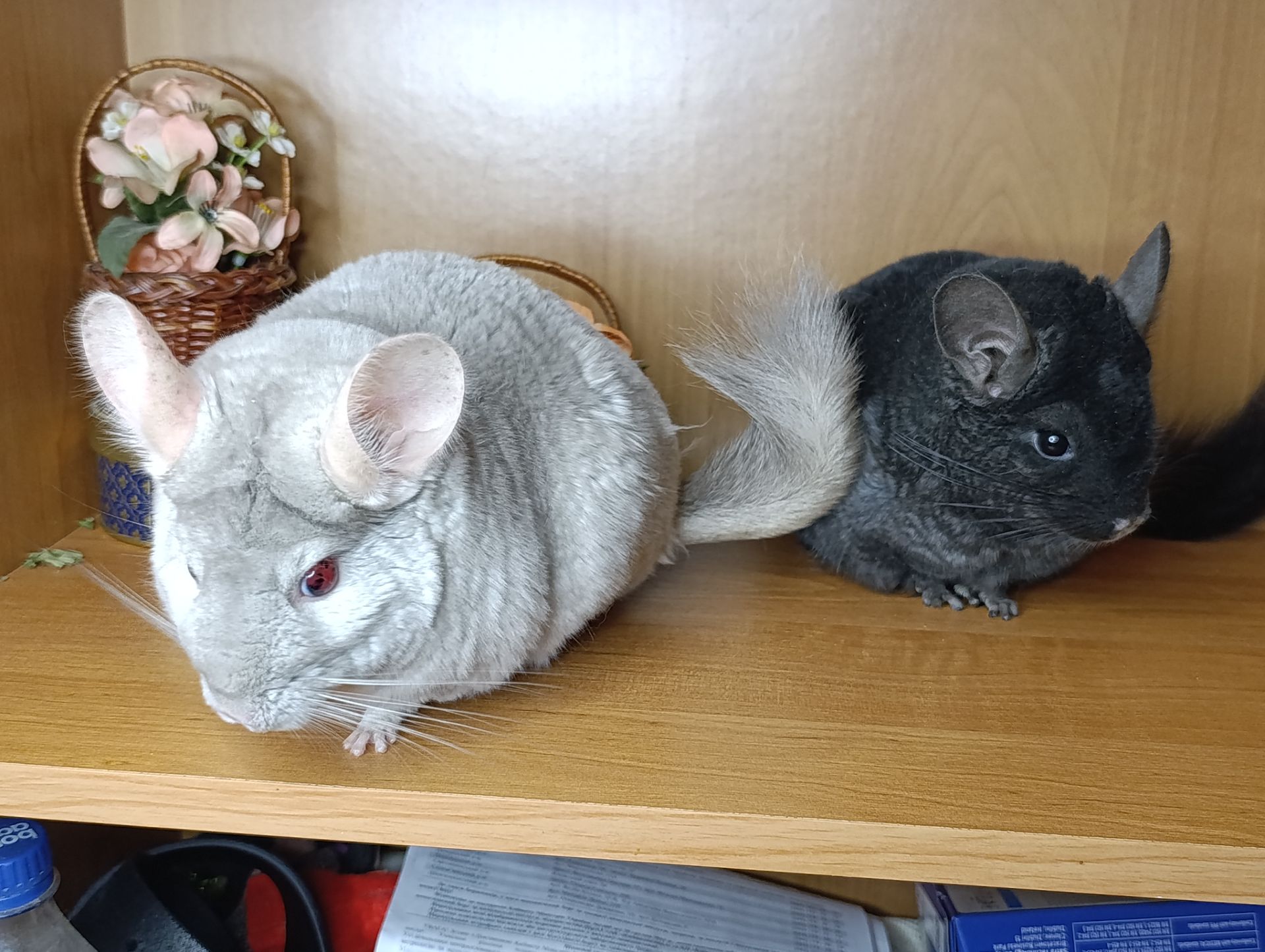 Шиншила сім'я