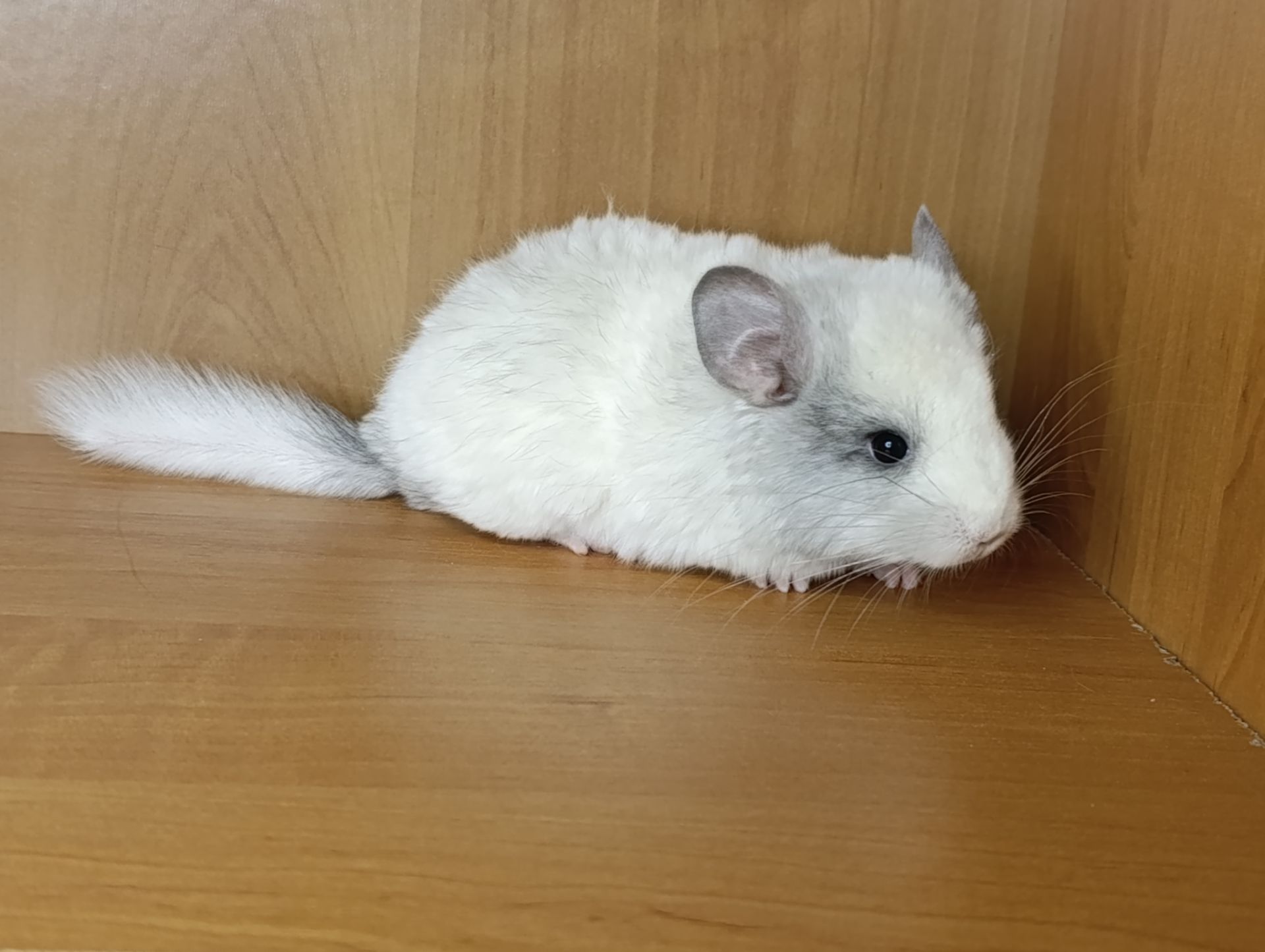 Шиншила хлопчик