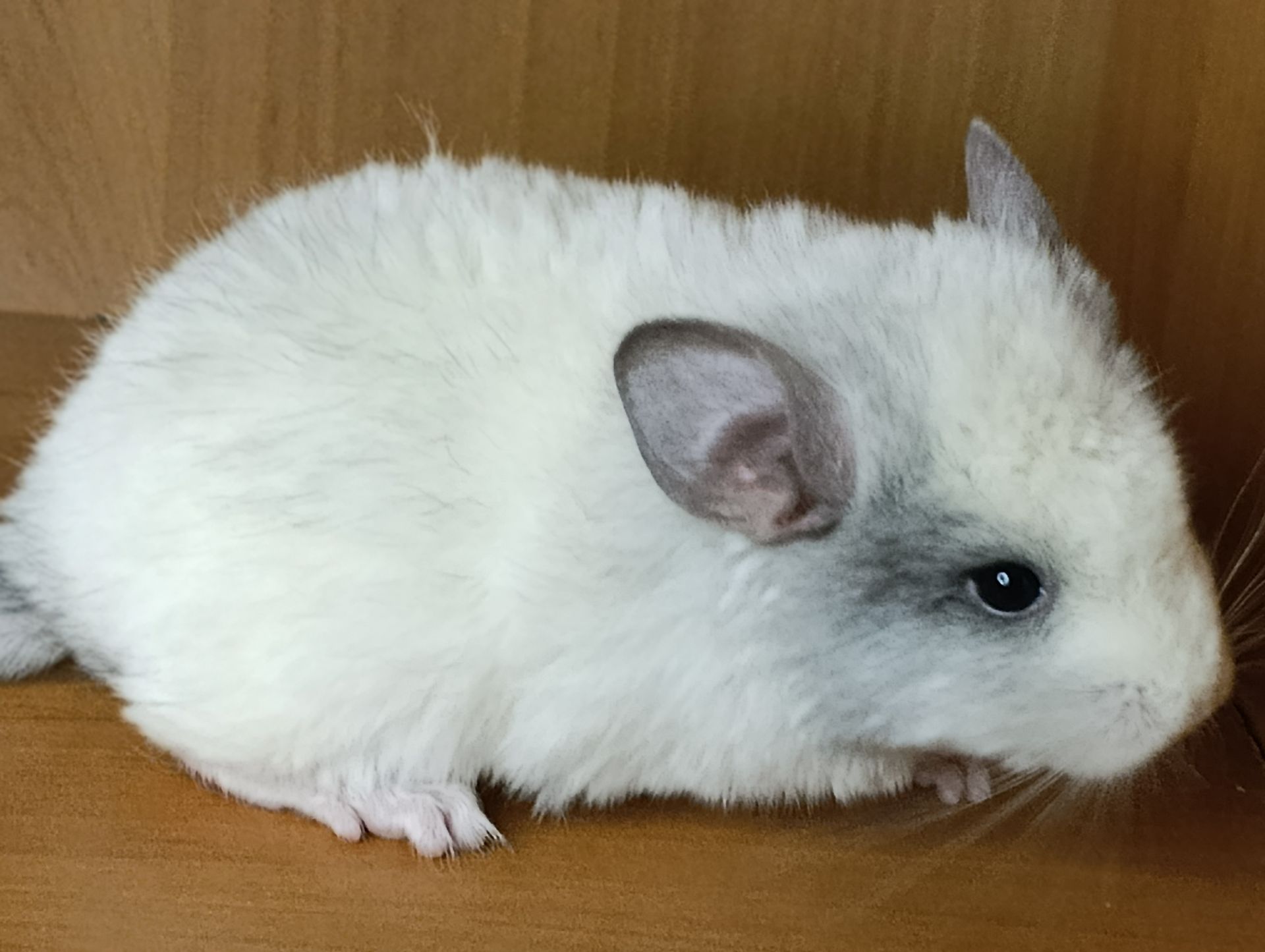 Шиншила хлопчик