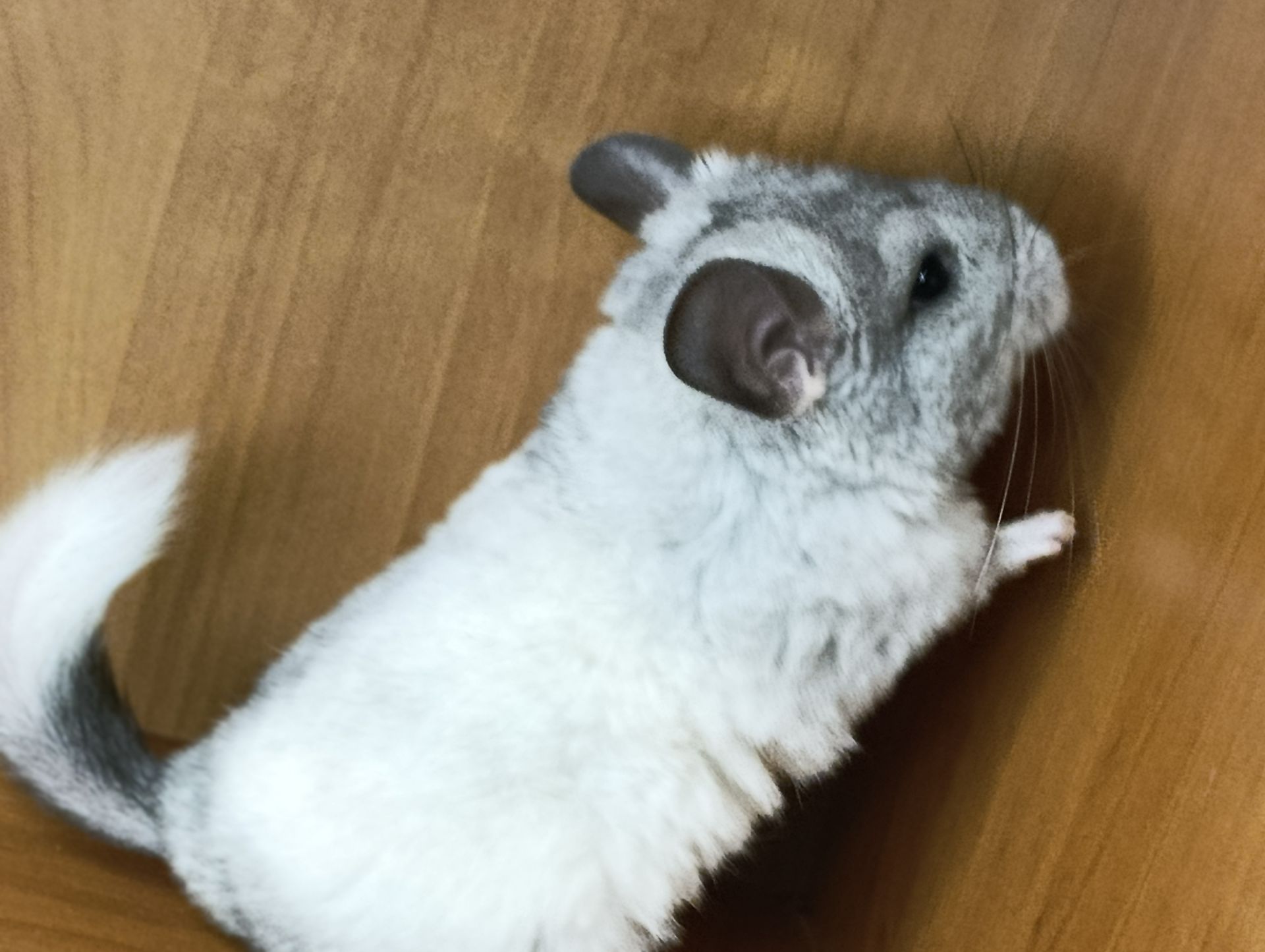 Шиншила дівчинка