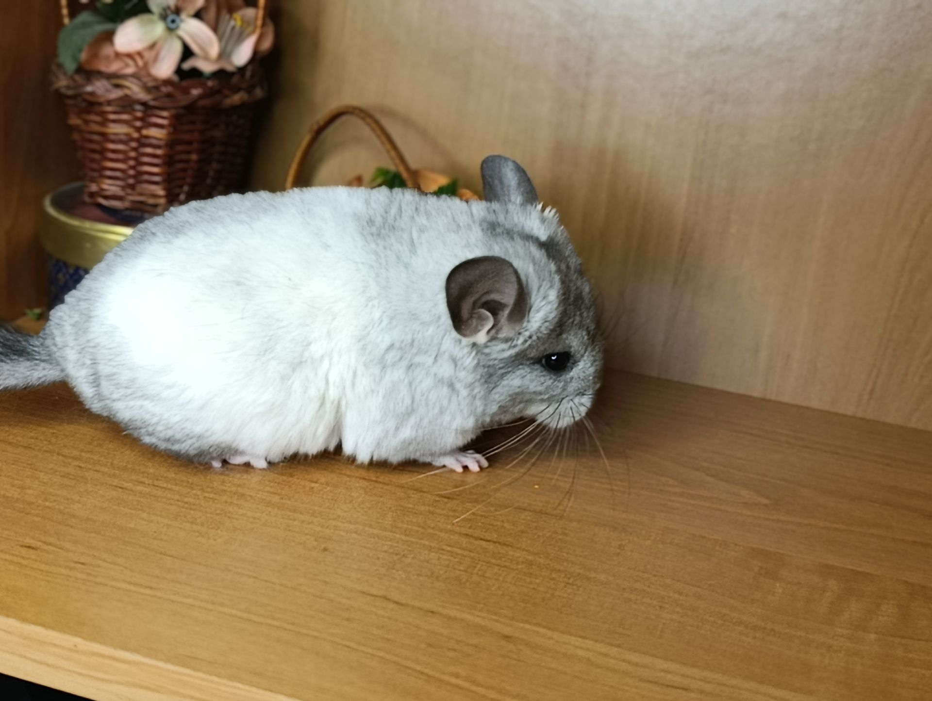 Шиншила дівчинка