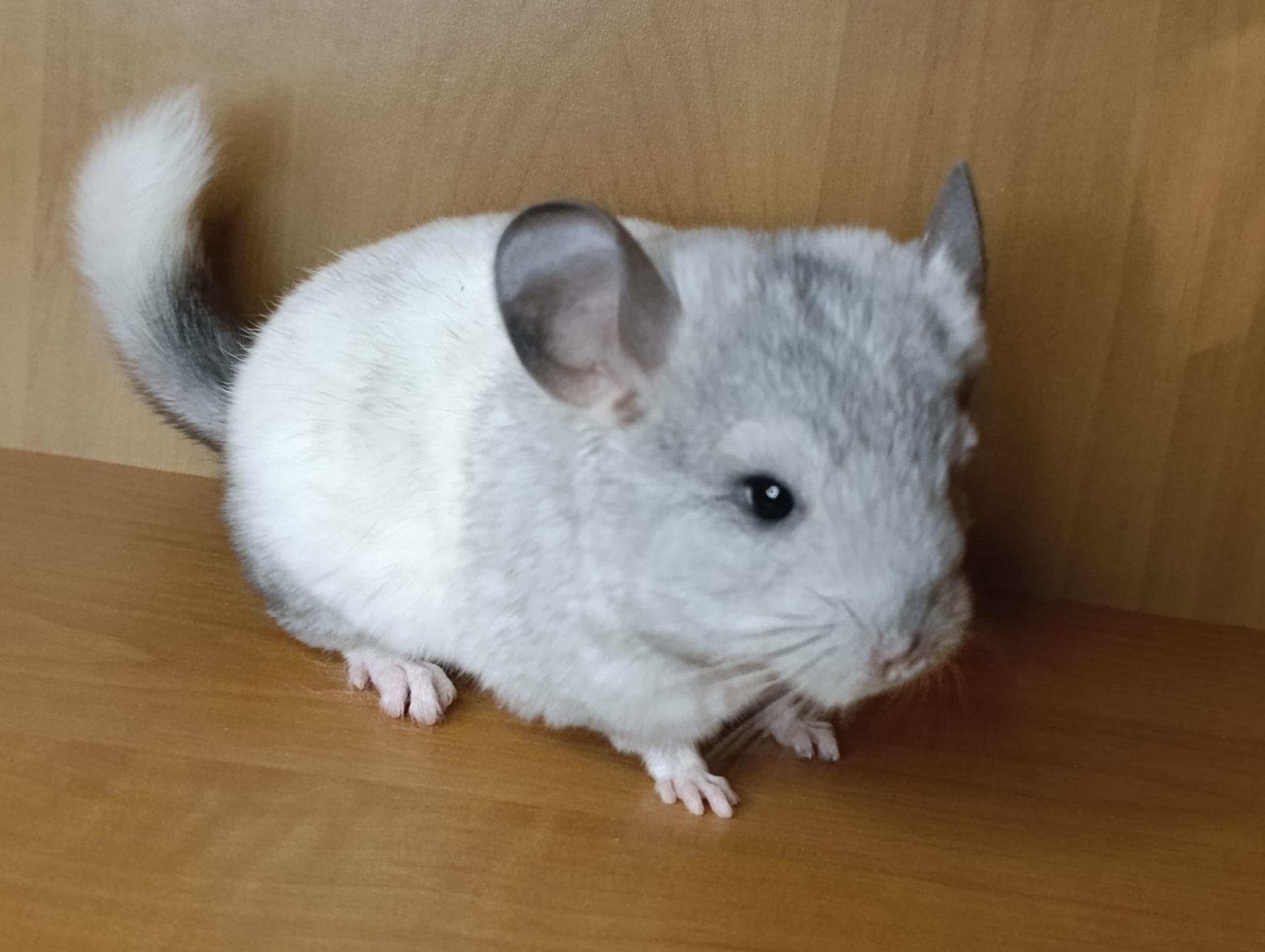 Шиншила дівчинка