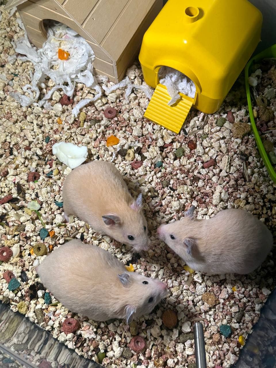 Сирійський хом'як