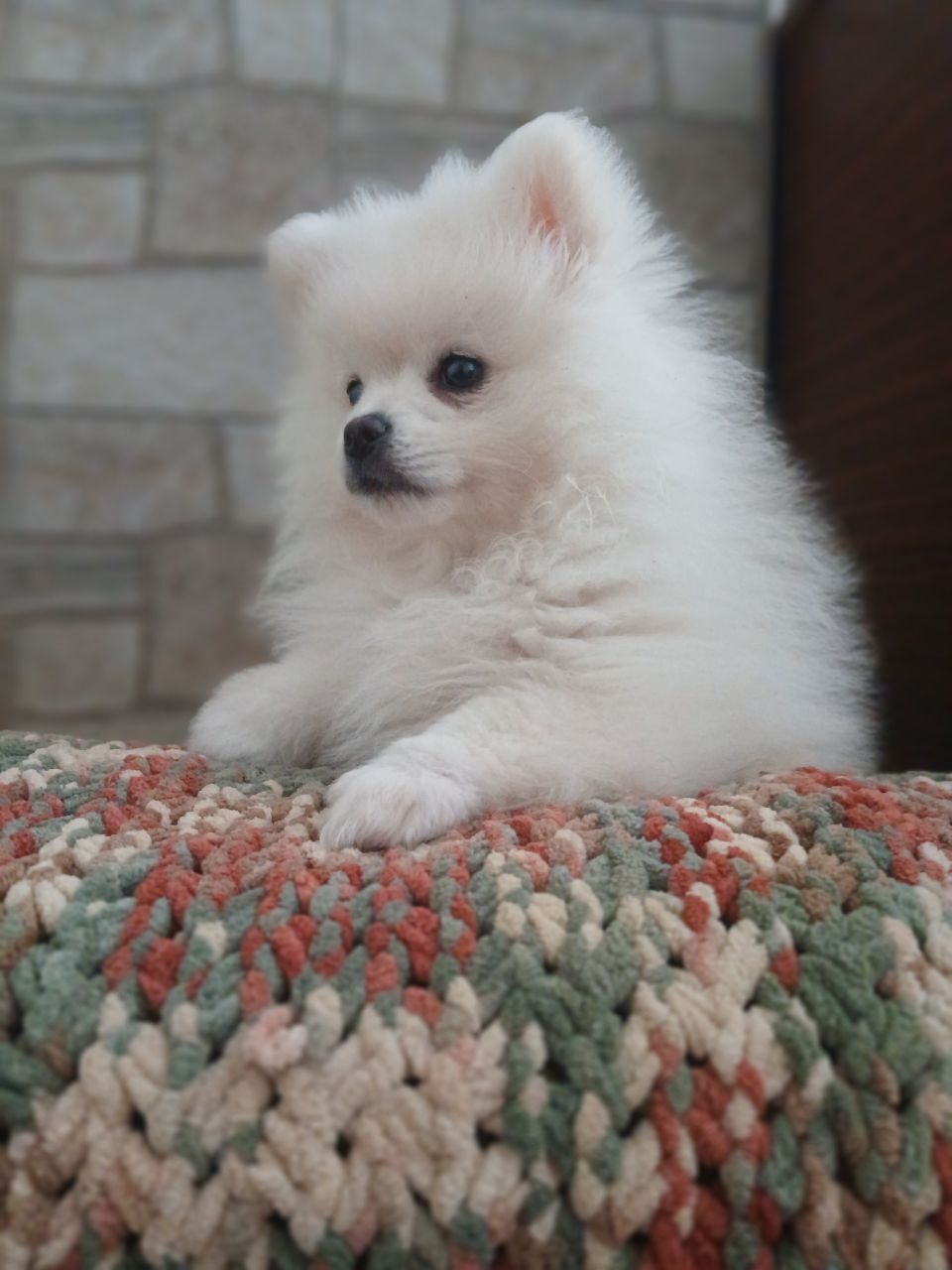 Померанський шпіц, чарівний, білосніжний хлопчик
