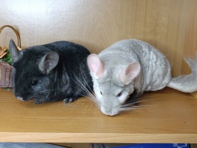 Шиншила сім'я